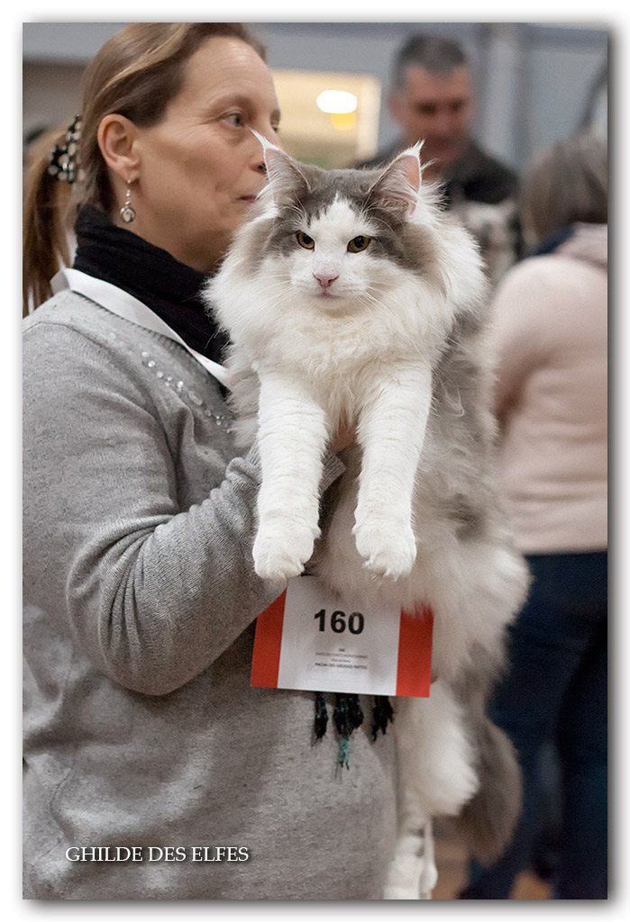 pacha-des-grosses-pattes3.jpg - Pacha des grosses pattes