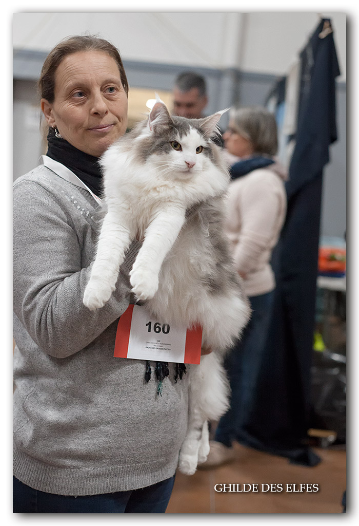 pacha-des-grosses-pattes4.jpg - Pacha des grosses pattes