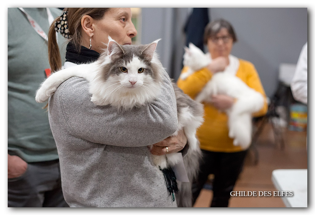 pacha-des-grosses-pattes6.jpg - Pacha des grosses pattes