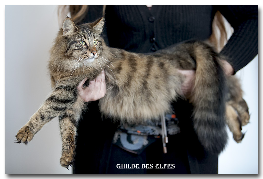 henora6.jpg - Henora de la Ghilde des Elfes