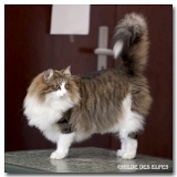 deedee3
