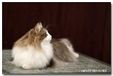 deedee5