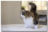 deedee66