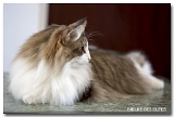 deedee7
