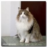 deedee8
