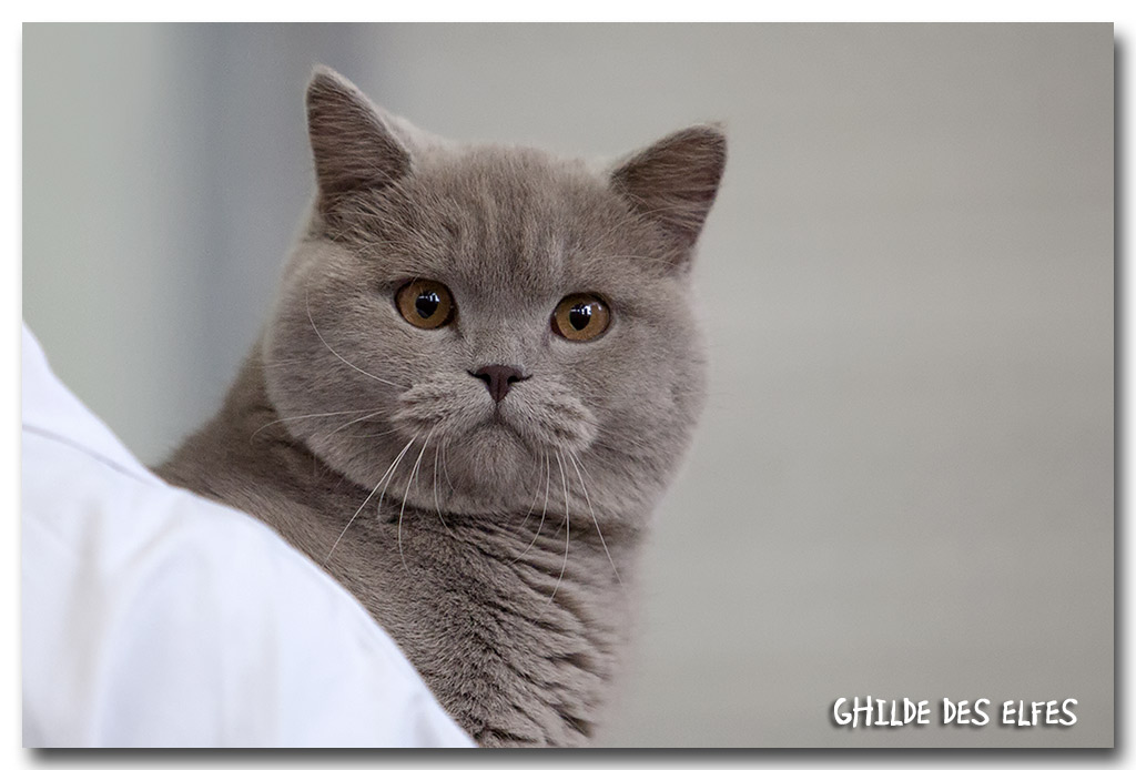 british_fauve1.jpg - Frederici Purring Pillows, British shorthair lilac, 7/10 mois, BIS