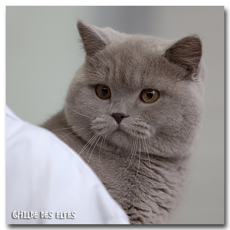 british_fauve2.jpg - Frederici Purring Pillows, British shorthair lilac, 7/10 mois, BIS