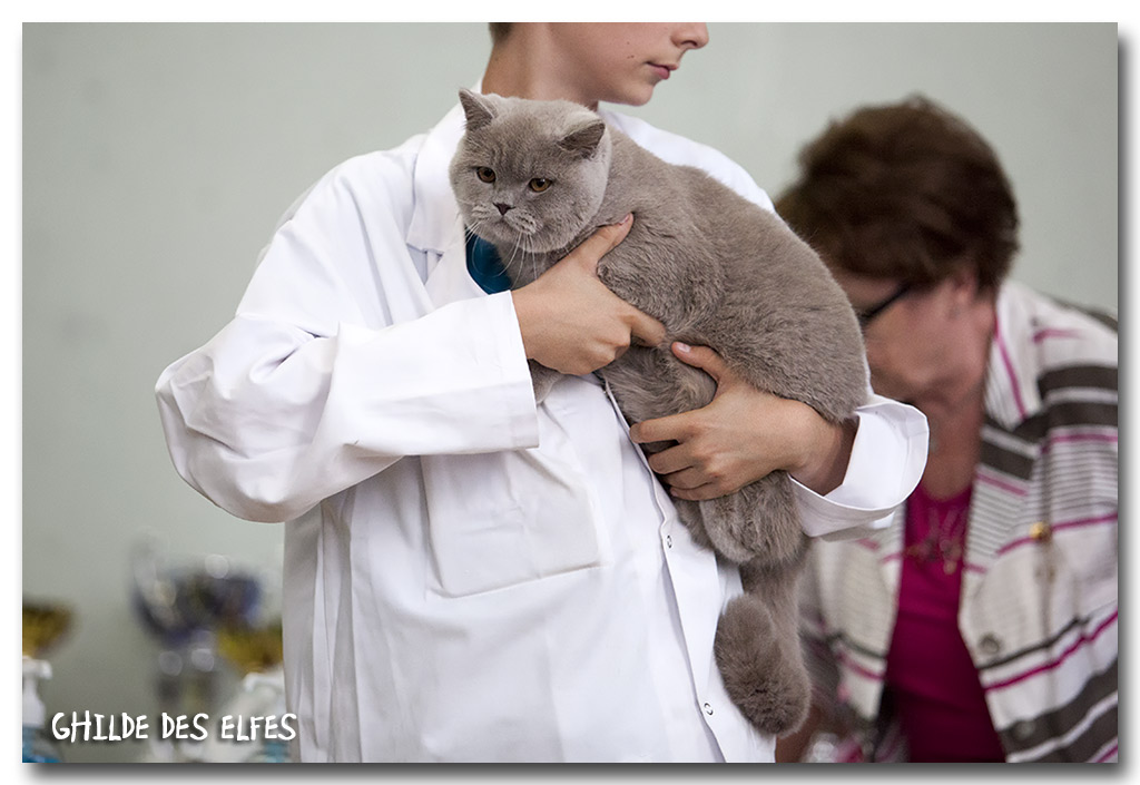 british_fauve3.jpg - Frederici Purring Pillows, British shorthair lilac, 7/10 mois, BIS