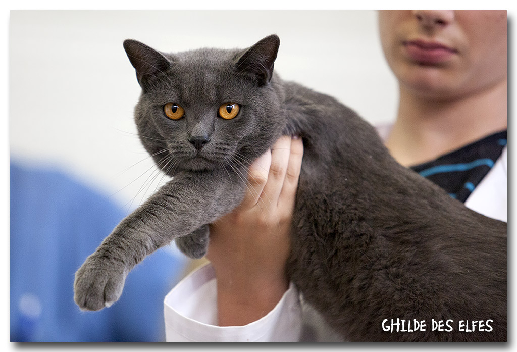 chartreux_male1.jpg - Herros de Sutra du Clos de Cluzel, Chartreux mâle, BIS