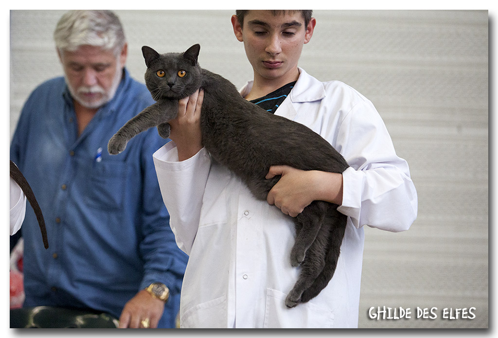 chartreux_male2.jpg - Herros de Sutra du Clos de Cluzel, Chartreux mâle, BIS