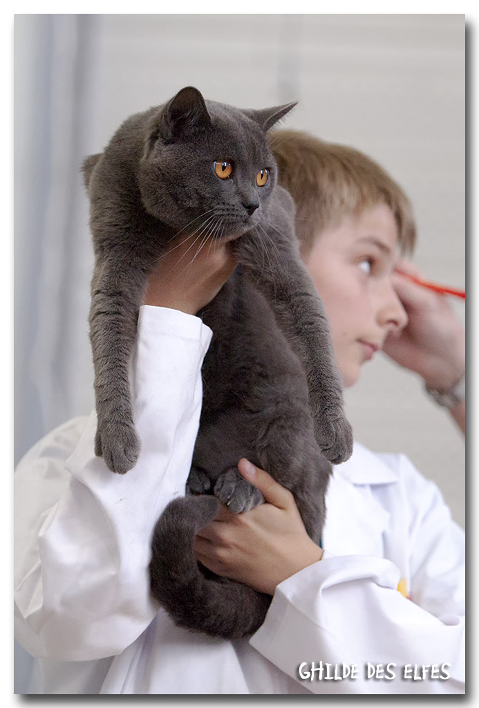 chartreux_male3.jpg - Herros de Sutra du Clos de Cluzel, Chartreux mâle, BIS