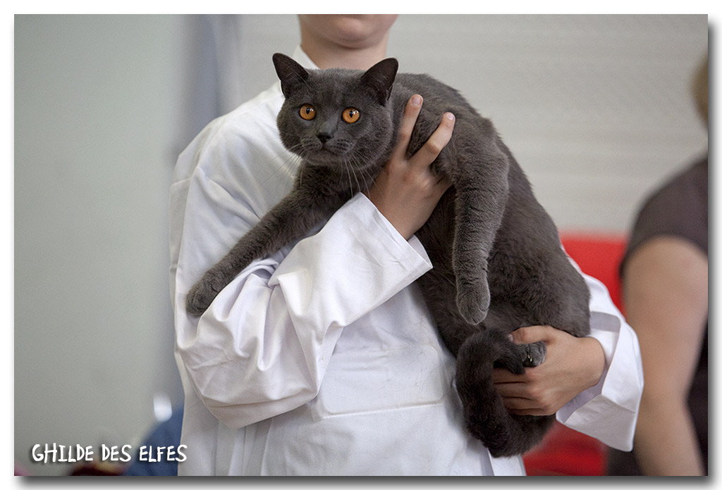 chartreux_male4.jpg - Herros de Sutra du Clos de Cluzel, Chartreux mâle, BIS