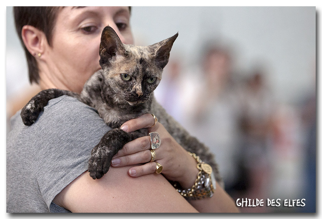 devon1.jpg - Imogène des 3 Ginkgo, Devon Rex, écaille noire smoke NOM