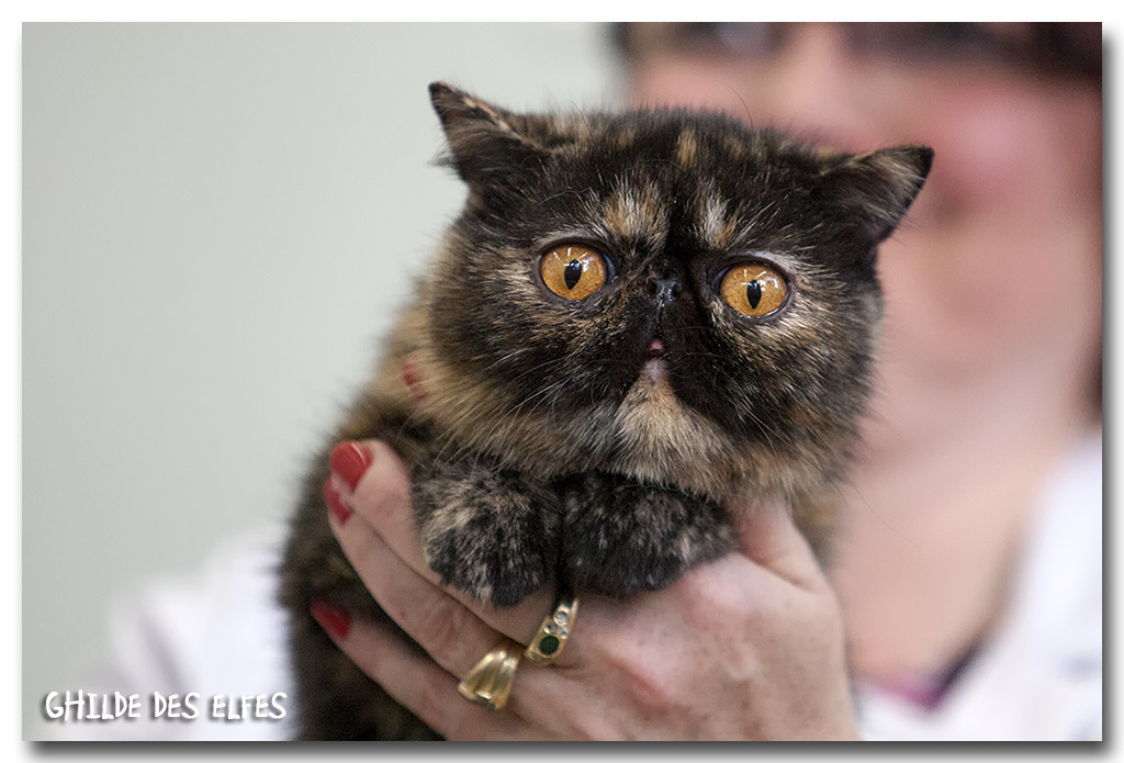 exotic_ecaille1.jpg - Exotic shorthair écaille, NOM