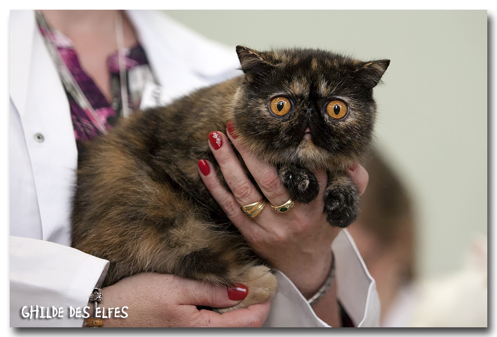 exotic_ecaille2.jpg - Exotic shorthair écaille, NOM