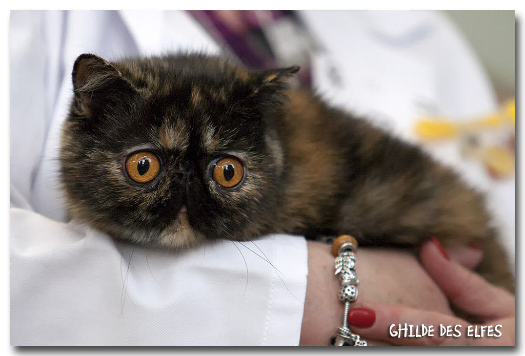 exotic_ecaille3.jpg - Exotic shorthair écaille, NOM