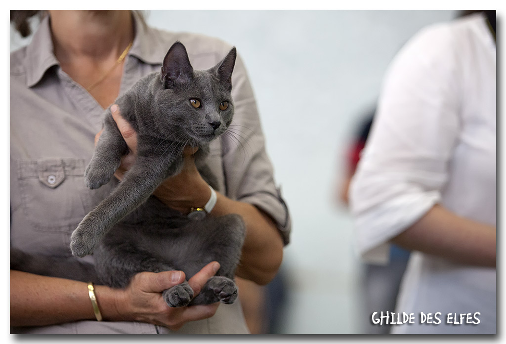 jimmbo1.jpg - Jimmbo de la Chabanade, Chartreux 4/7 mois, BIV et BIS