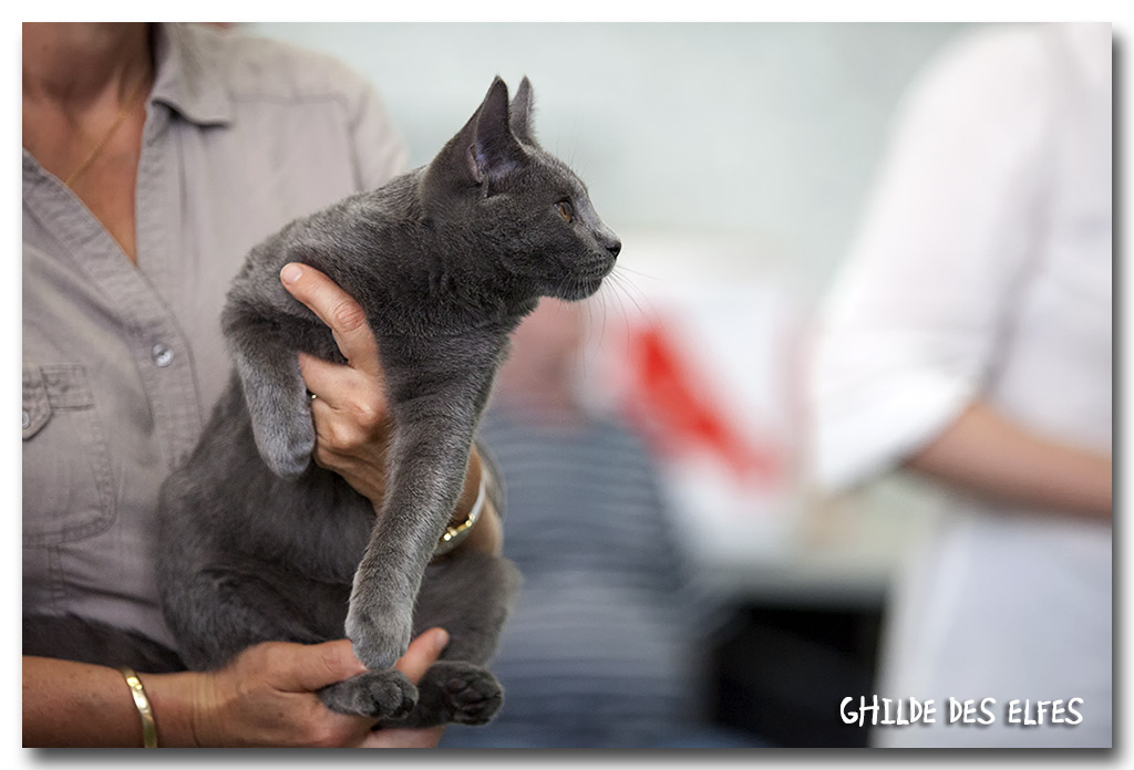 jimmbo3.jpg - Jimmbo de la Chabanade, Chartreux 4/7 mois, BIV et BIS