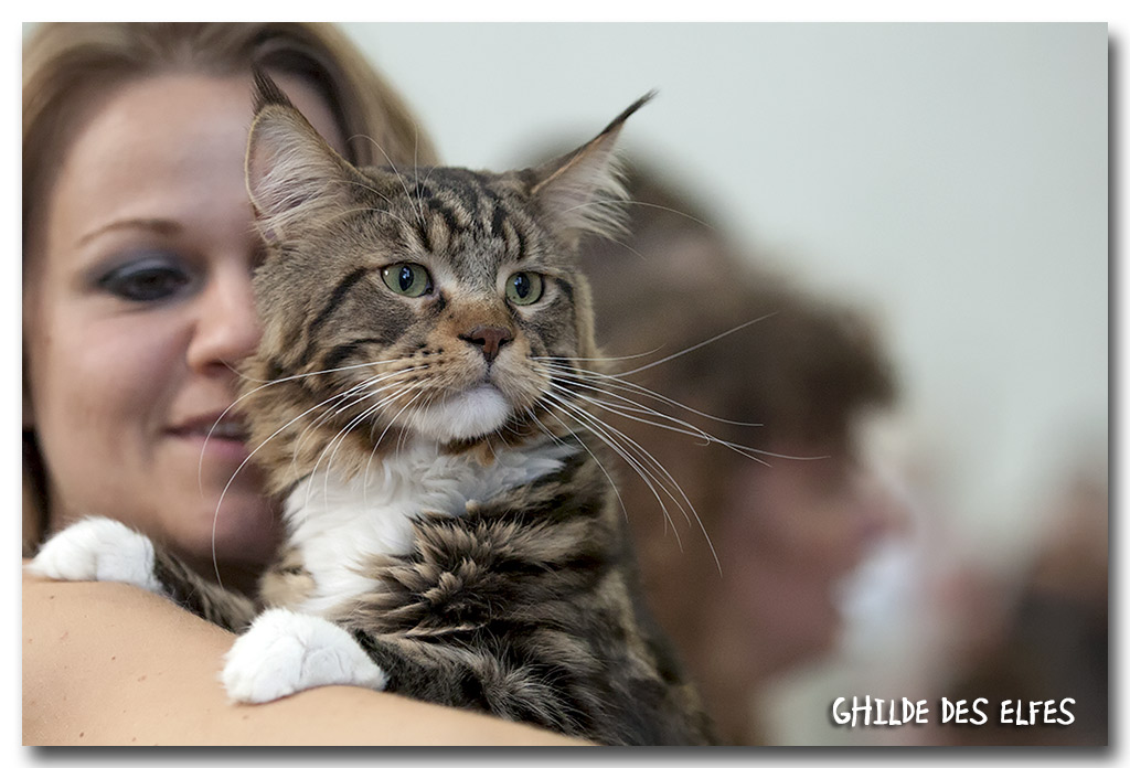 mc1.jpg - Ilyoko des Félins Bruyères, mâle Maine Coon, brown tabby blotched et blanc, NOM