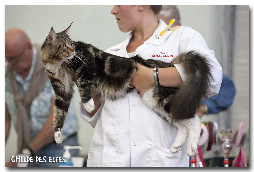 mc2.jpg - Ilyoko des Félins Bruyères, mâle Maine Coon, brown tabby blotched et blanc, NOM