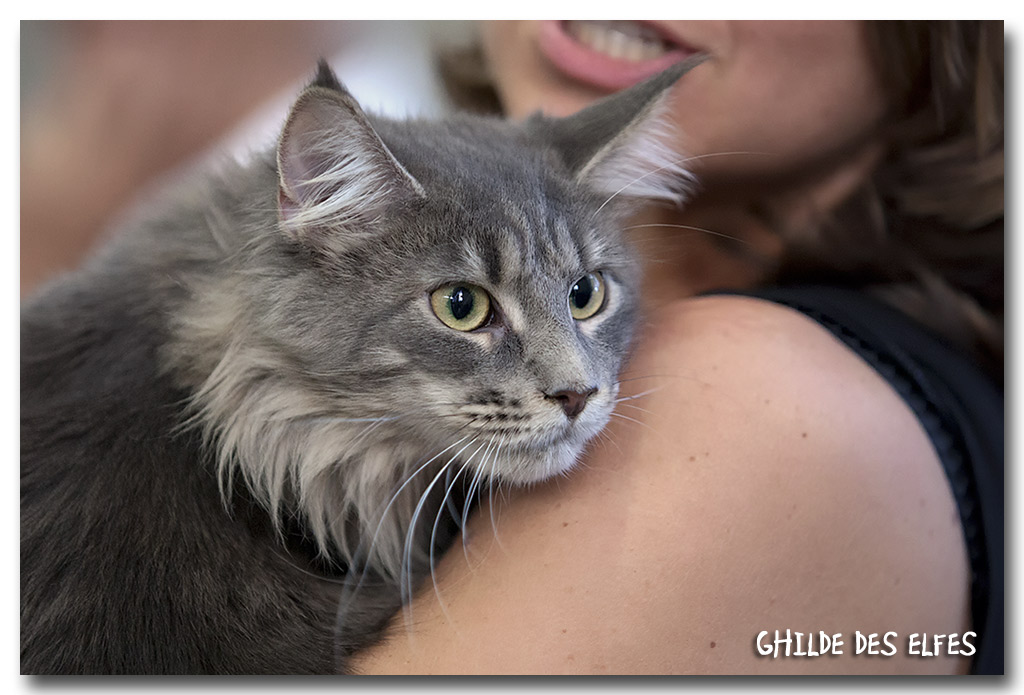 mc_bleu1.jpg - Maine Coon Bleue