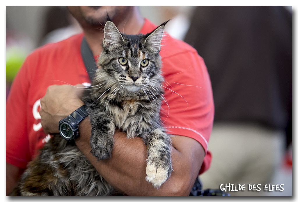 mc_femelle_bis1.jpg - Linda Bystra, femelle Maine Coon 4/7 mois, écaille noire, BIV et première à la Spéciale de race