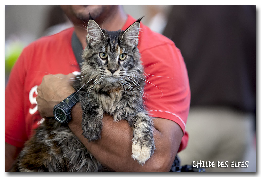 mc_femelle_bis2.jpg - Linda Bystra, femelle Maine Coon 4/7 mois, écaille noire, BIV et première à la Spéciale de race