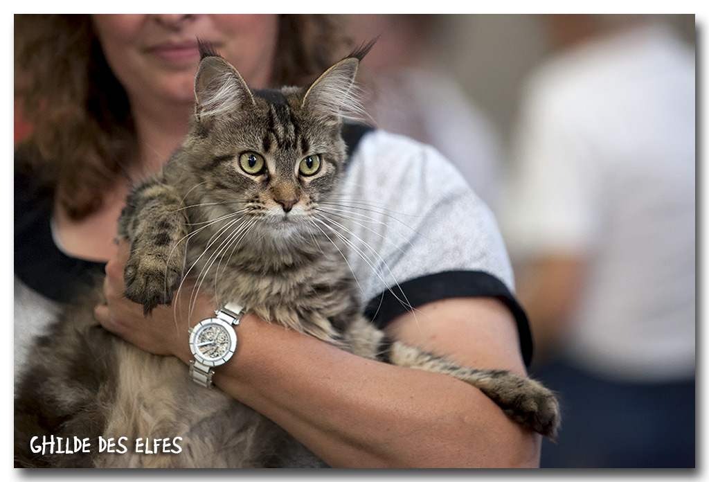 mc_femelle_nom1.jpg - Maine Coon Femelle, brown tabby blotched NOM