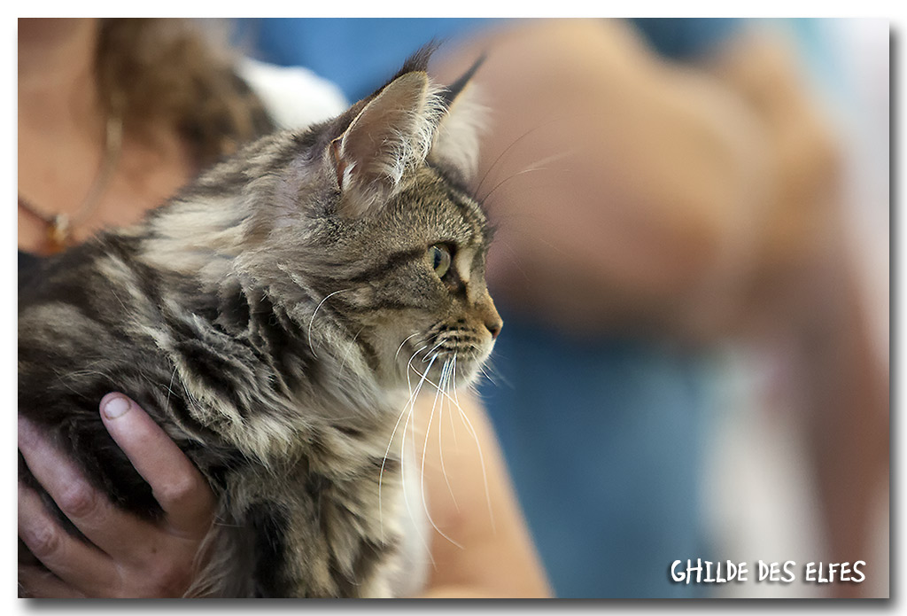 mc_femelle_nom3.jpg - Maine Coon Femelle, brown tabby blotched NOM