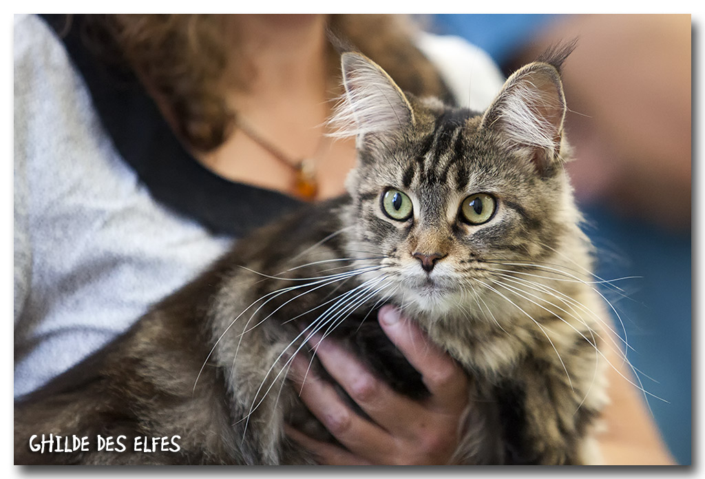 mc_femelle_nom4.jpg - Maine Coon Femelle, brown tabby blotched NOM