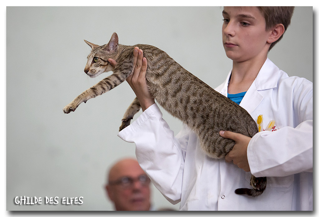 oriental1.jpg - Ho Tamara du Quai des Cygnes, femelle Orientale chocolat tabby, NOM