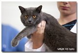chartreux_male1