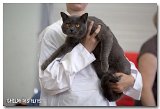 chartreux_male4