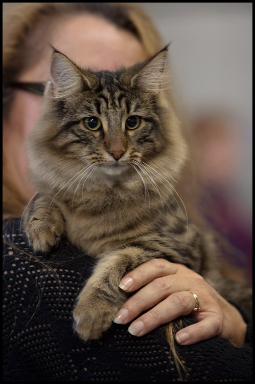 henora1.jpg - Henora de la Ghilde des Elfes, Nominée le samedi, Ex1 le dimanche, battue à la Nom par un très beau Birman