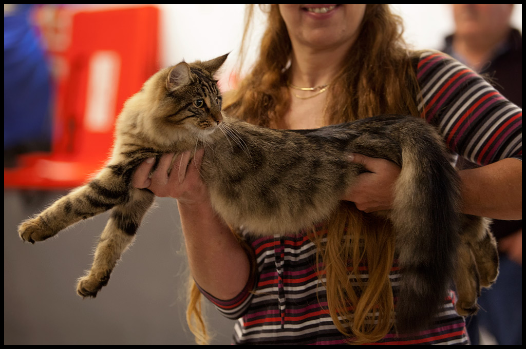 henora12.jpg - Henora de la Ghilde des Elfes, Nominée le samedi, Ex1 le dimanche, battue à la Nom par un très beau Birman