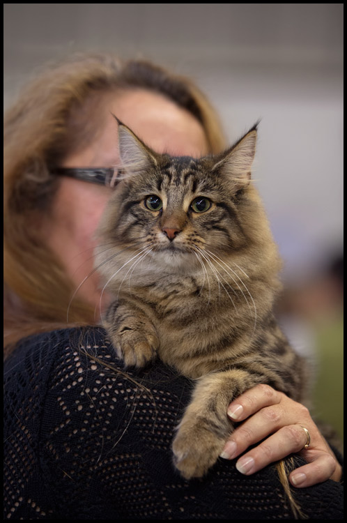 henora13.jpg - Henora de la Ghilde des Elfes, Nominée le samedi, Ex1 le dimanche, battue à la Nom par un très beau Birman