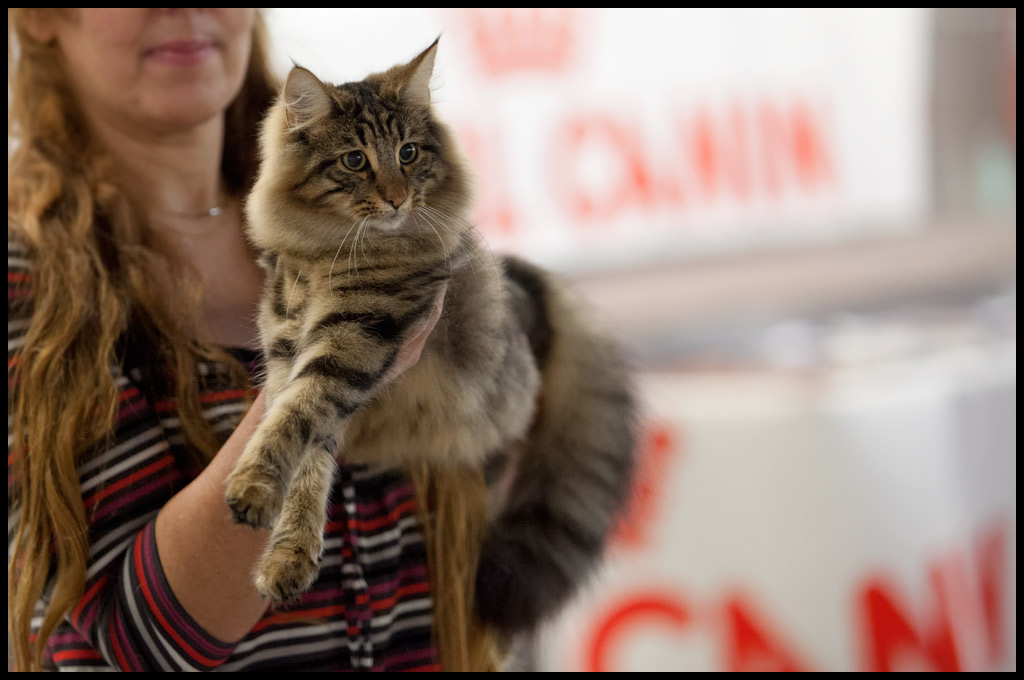 henora2.jpg - Henora de la Ghilde des Elfes, Nominée le samedi, Ex1 le dimanche, battue à la Nom par un très beau Birman