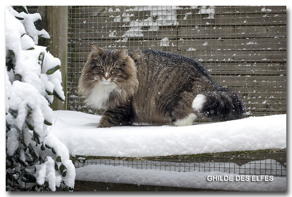 HELKA-NEIGE2.jpg - 6 ans
