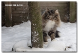 HELKA-NEIGE1