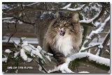 HELKA-NEIGE6