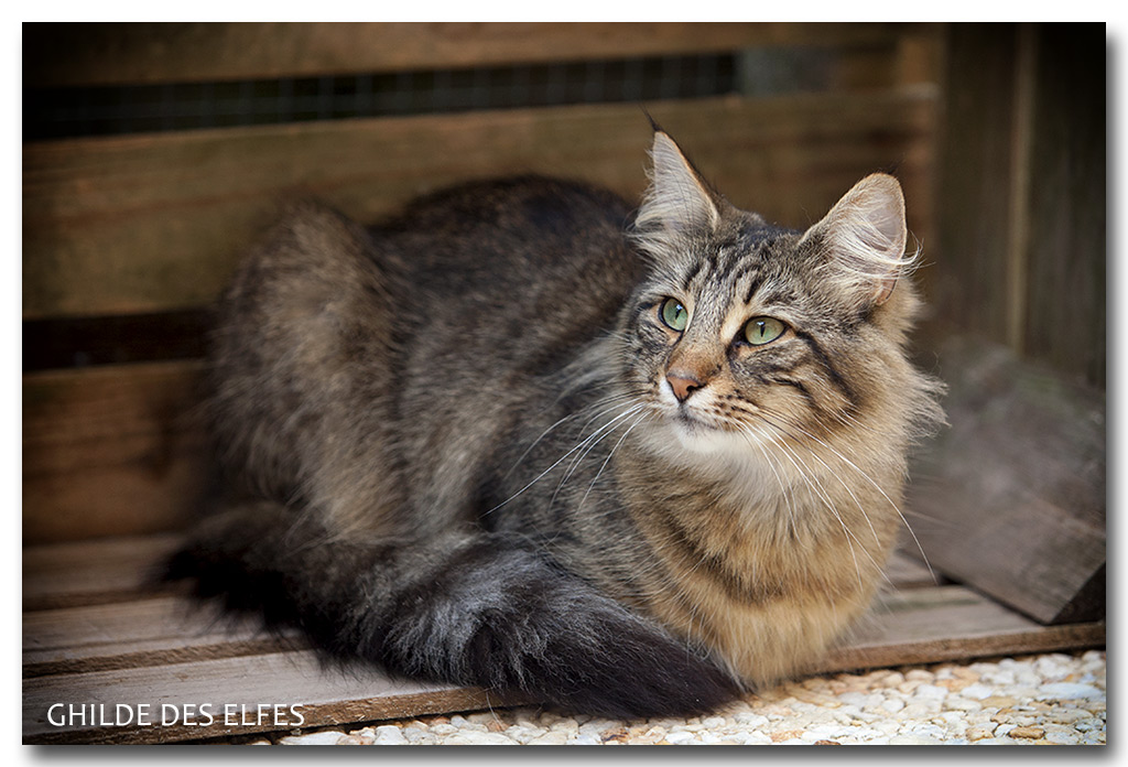 henora28.jpg - Henora de la Ghilde des Elfes, 2 ans