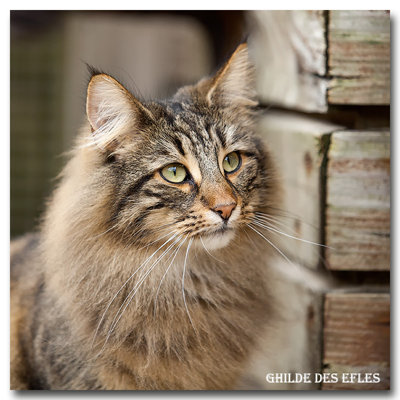 henora9.jpg - Henora de la Ghilde des Elfes, 2 ans