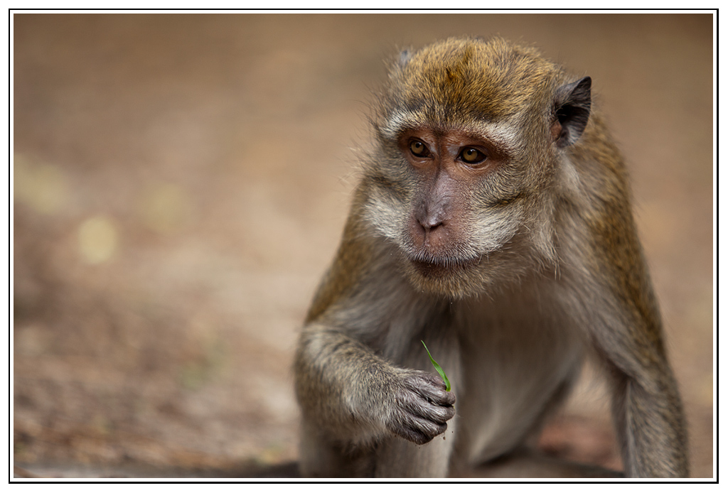 macaque-(15).jpg - Vas-y, je t'écoute