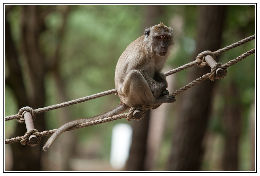 macaque-(16).jpg - Perché