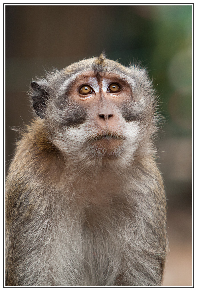 macaque-(18).jpg - En prière...