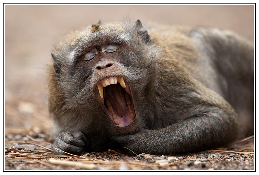 macaque-(19).jpg - Grosse fatigue !