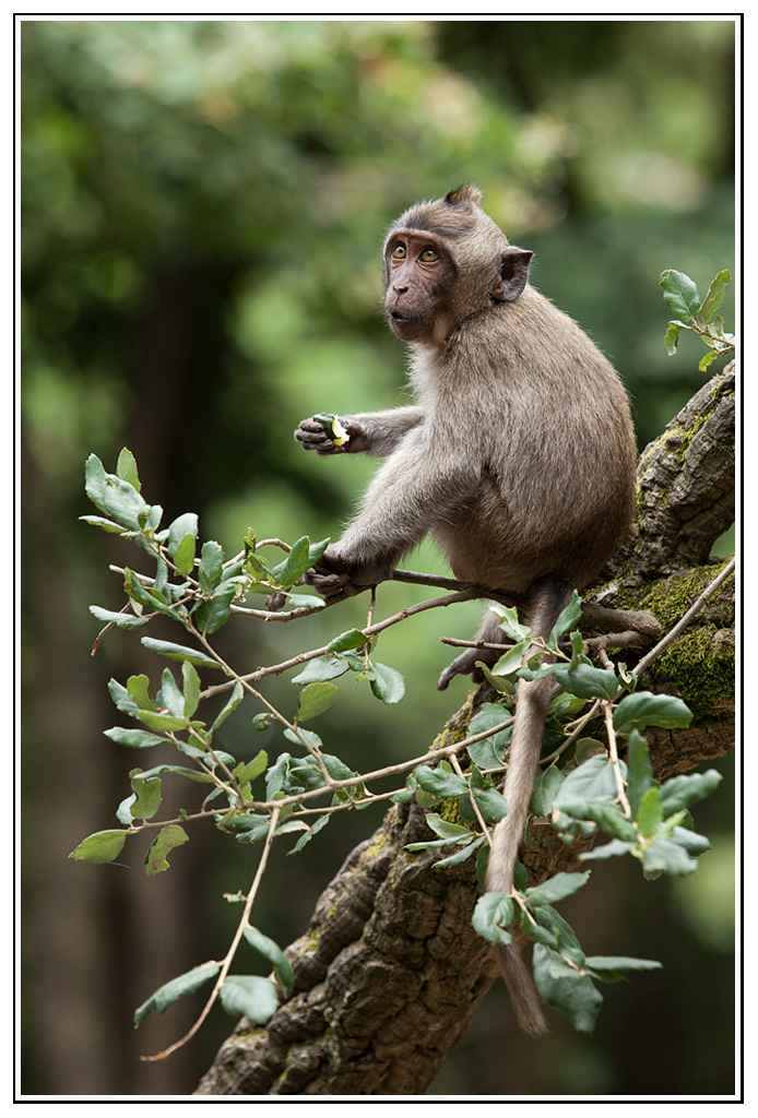 macaque-(22).jpg - En terrasse