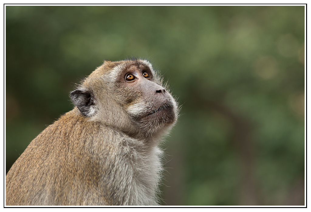 macaque-(23).jpg - Rêveur...