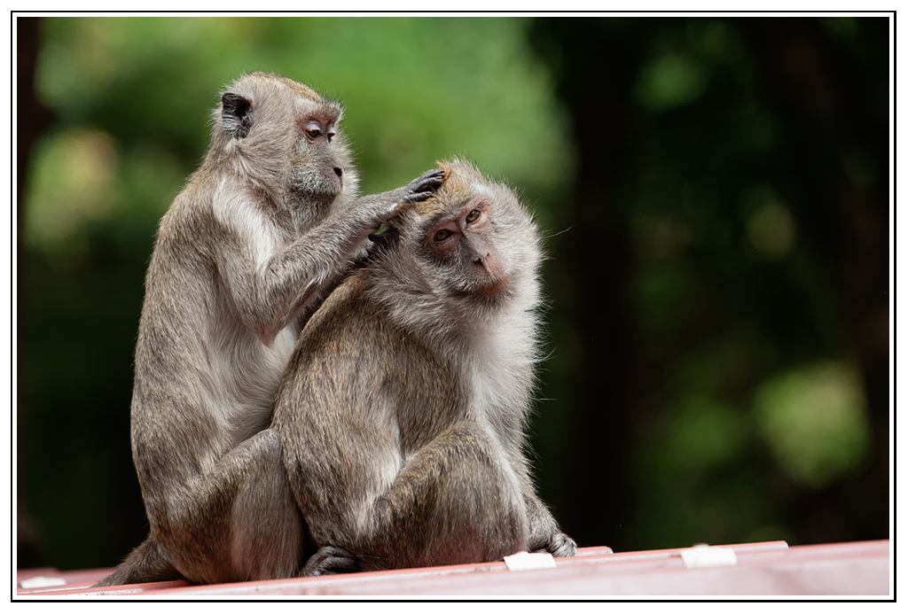 macaque-(26).jpg - Petite séance d'épouillage ;-)