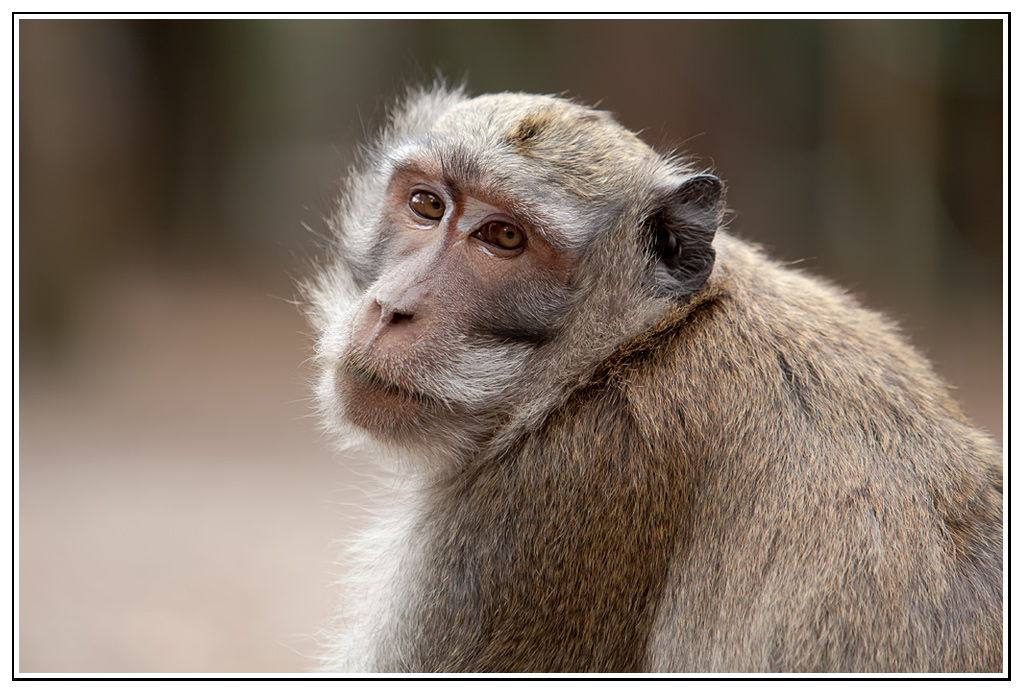 macaque-(27).jpg - Tendre...